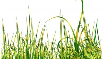 erba – grass
