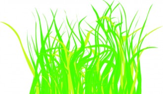 erba – grass_1