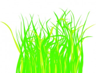 erba – grass_1