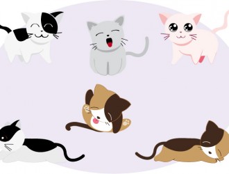 gatti – cats