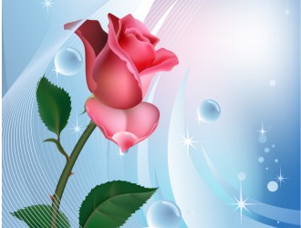 rosa rossa su sfondo azzurro – red rose on blue background