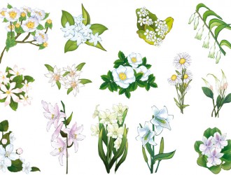 fiori bianchi – white flowers