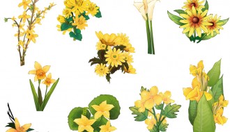 fiori gialli – yellow flowers