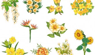 fiori gialli – yellow flowers_1