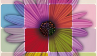margherita colorata – colorful daisy