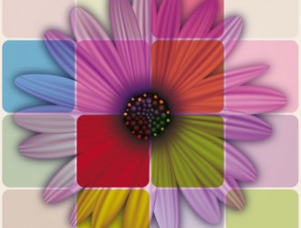 margherita colorata – colorful daisy
