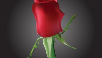 bocciolo rosa rossa – Romantic Rosebud
