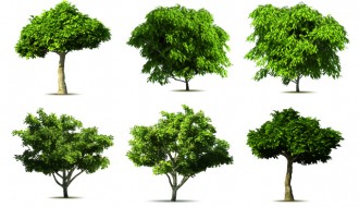 6 alberi – realistic tree