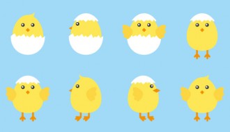 8 pulcini – chicks