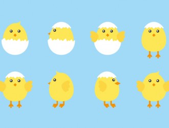 8 pulcini – chicks