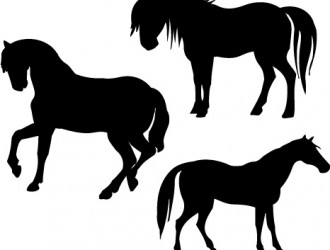 cavalli – horses