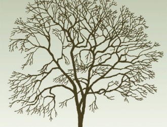 albero autunnale – autumn tree