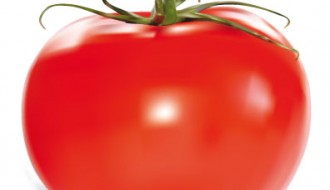 podomoro – tomato