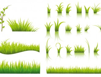 erba – grass_2