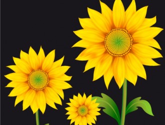 girasoli – sunflowers