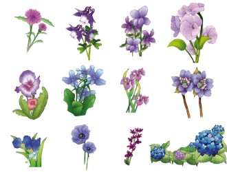 fiori viola – violet flowers