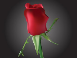 bocciolo rosa rossa – Romantic Rosebud