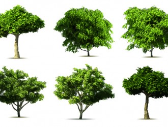6 alberi – realistic tree