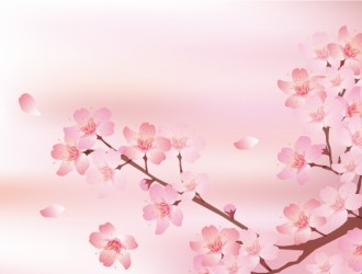 ramo, fiori ciliegio – sakura