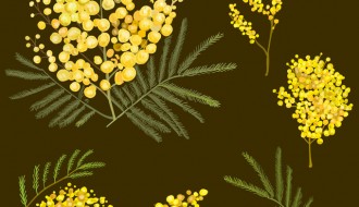 mimose – flowers_01