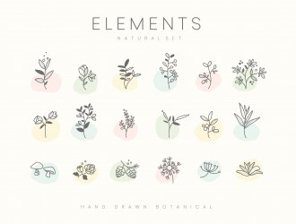 elementi botanici floreali – set hand drawn botanical elements